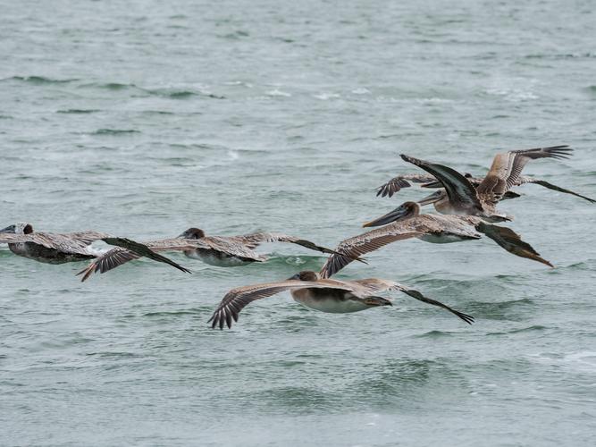 Пролетающая стая пеликанов Пролетающая стая пеликанов